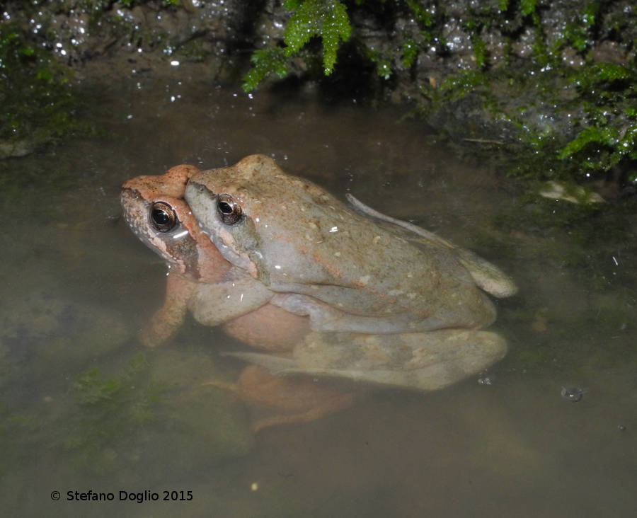 Rana italica in accoppiamento